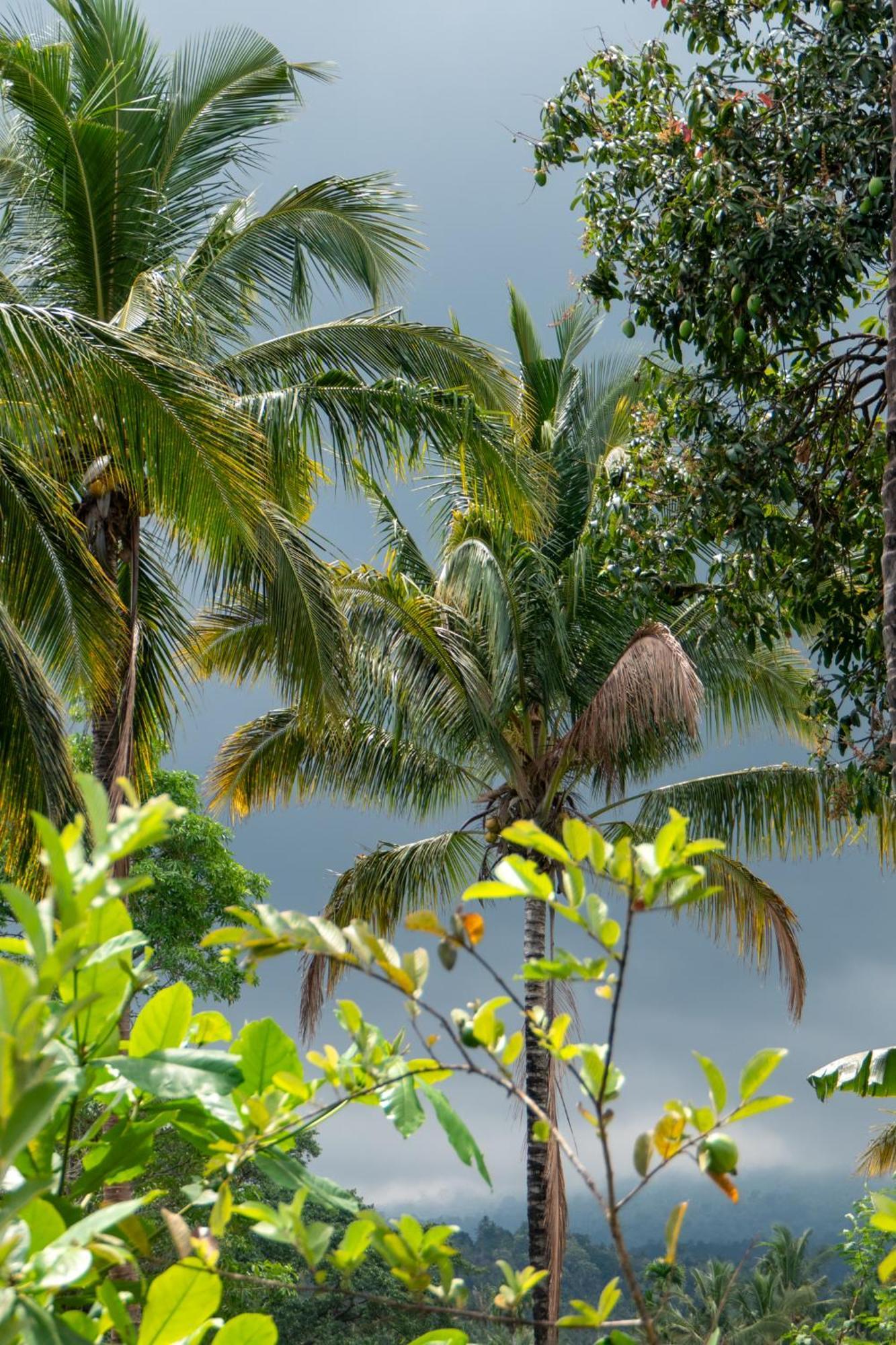 Rinjani Eco Villa Senaru Bayan Eksteriør bilde